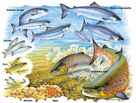 Atlantic Salmon Life Cycle (Illustration by North Atlantic Salmon Conservation Organization)