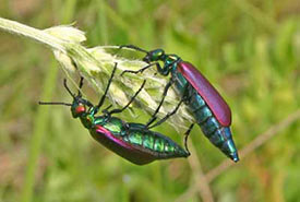 It was mating season for these spectacular blister beetles. (Photo by Dr. Diana Bizecki Robson)