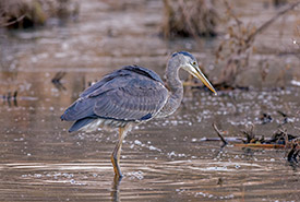 Great blue heron at Cranberry Marsh, ON (Photo by Lorne)