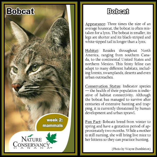 Wildlife World Cup bobcat card (made by NCC)