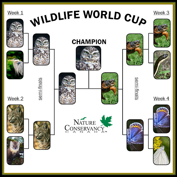 Wildlife World Cup champion bracket (made by NCC)