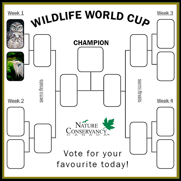 Wildlife World Cup week 1 bracket (made by NCC)