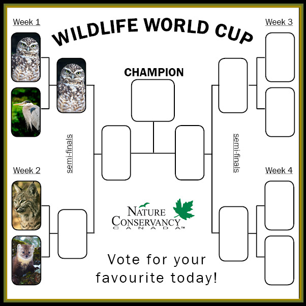 Wildlife World Cup week 2 bracket (made by NCC)