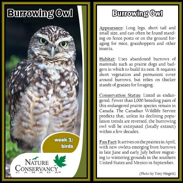 Wildlife World Cup burrowing owl card (made by NCC)