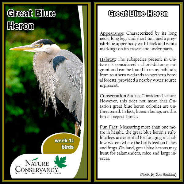 Wildlife World Cup great blue heron card (made by NCC)