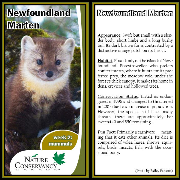 Wildlife World Cup Newfoundland marten card (made by NCC)