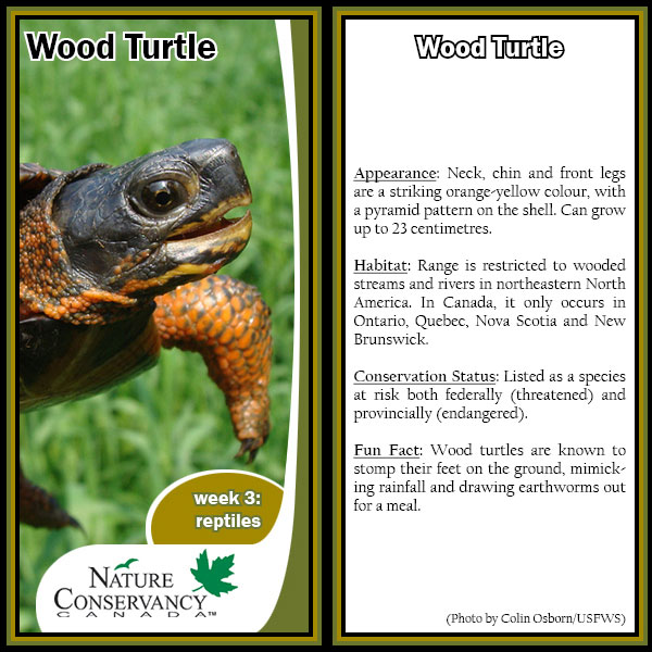 Wildlife World Cup wood turtle card (made by NCC)