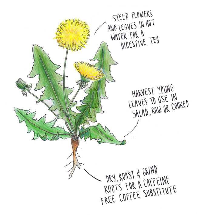 Dandelion parts and their usage (Illustration by Chloe Saunders)