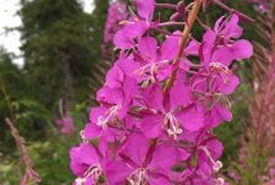 Fireweed is one of the first plants to establish itself in newly burned areas of the boreal forest. (Photo by Alina C. Fisher)
