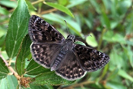A mottled duskywing sits on a prairie redroot plant (Photo by NCC)