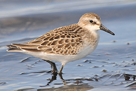Semipalmated sandpiper (Photo by Denis Doucet)