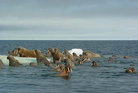 Walruses in Lancaster Sound, NU (Photo by Mario Cyr)