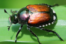 Japanese beetle, Photo by Ingrid Kaatz
