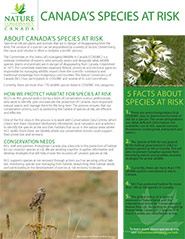 Species at Risk fact sheet