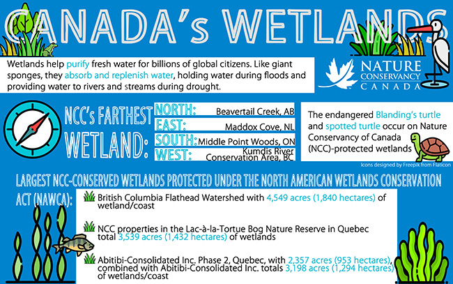 NCC's wetlands (Infographic by NCC)