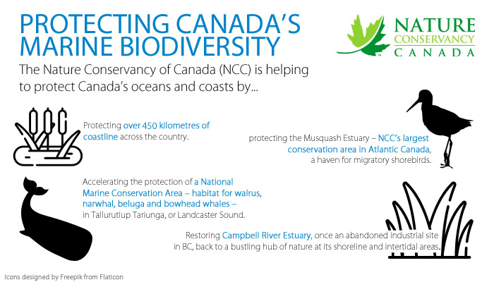 Protecting Canada's Marine Biodiversity (Infographic by NCC)