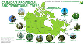 Provincial and territorial tree emblems (Infographic by NCC)