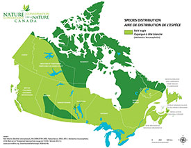 Distribution of bald eagle in Canada (Map by NCC)