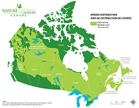 Canadian distribution of black spruce (Map by NCC)