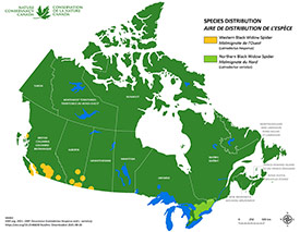 Canadian distribution of black widow (Map by NCC)