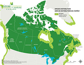 Canadian distribution of Eel-grass (Map by NCC)