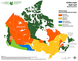 Canadian distribution of golden eagle (Map by NCC)