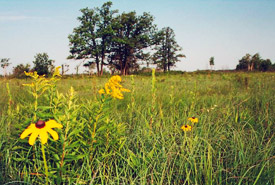 Milieu de prairie, Man. (Photo de CNC)