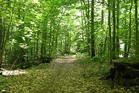 Réserve naturelle du Chemin-Saint-Georges, Rigaud, Québec (Photo de CNC)