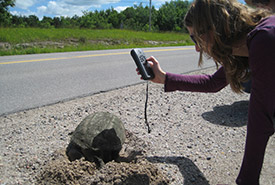 Snapping turtle, data collection (Photo by NCC)