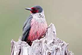 Lewis's woodpecker (Photo by iStock)