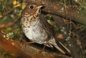 Bicknell's thrush (Photo by Serge Beaudette)