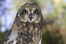 Short-eared owl (Photo by Gregory Johnston)