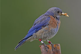 Western Bluebird (Photo by Bill Pennell)