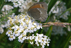 Maritime ringlet (Photo by NCC)