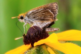 NCC’s Tall Grass Prairie Natural Area protects Canada’s only population of endangered Poweshiek skipperling. (Photo by NCC)
