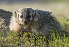 American badger at Hole in the Wall (Photo by Jason Bantle)