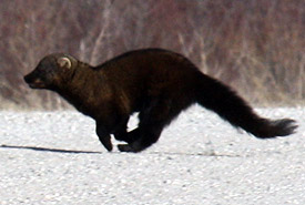 fisher canada southern creek manitoba natural ncc animal fishers weasels parkland aspen riding clear mountain area northern return mammal rewilding
