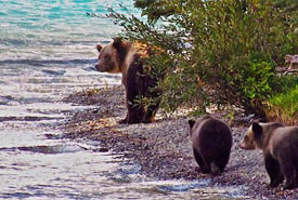 Grizzly with cubs at Chilcotin River (Photo by NCC)