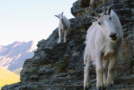 A pair of mountain goats (Photo by Nigel Finney)
