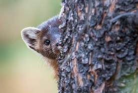 Pine Martin (Photo by Ghost Bear/Shutterstock)