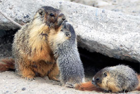 Yellow-bellied marmots at Rattlesnake Bluffs (Photo by Alan Vernon)