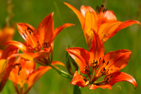 Wood lilies are one of the more showy flower found around Columbia Lake.