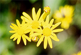 Fleur d'arnica (Photo de D Windrim)