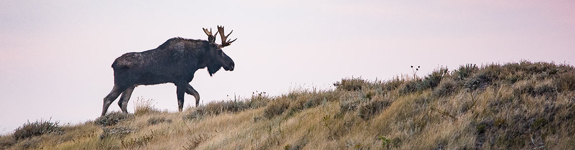 Bull Moose (Photo by River Run Photography)