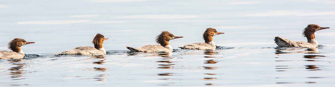 Family of Common Mergansers (Photo by River Run Photography)