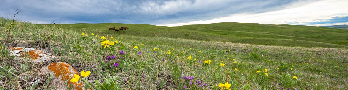 Le ranch McIntyre Ranch en fleurs, Alb. (Photo de Leta Pezderic/CNC)