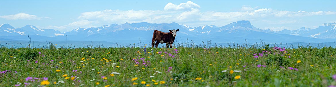 Healthy, grazed grasslands contain a diversity of wildflowers (Photo by Leta Pezderic / NCC Staff)