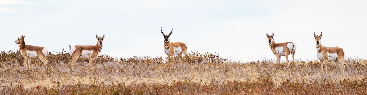 Pronghorn in fall (Photo by Leta Pezderic/NCC staff)
