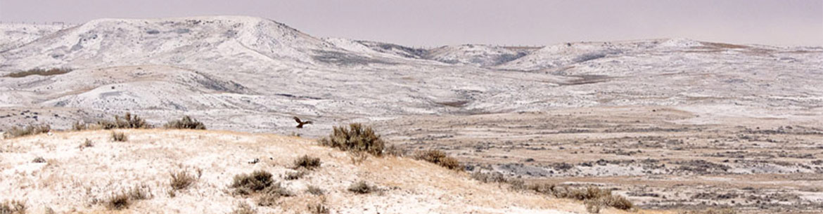 The sage grouse property (Photo by Leta Pezderic)