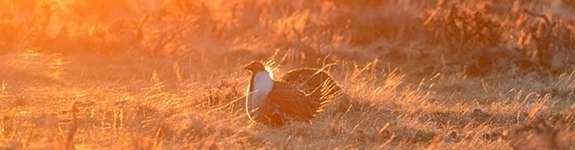 Greater sage-grouse at dawn (Photo by Jennifer Strickland / USFWS)